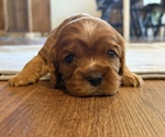 Puppy Puppy 5 Cavalier King Charles Spaniel