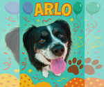Small #14 Australian Shepherd Mix