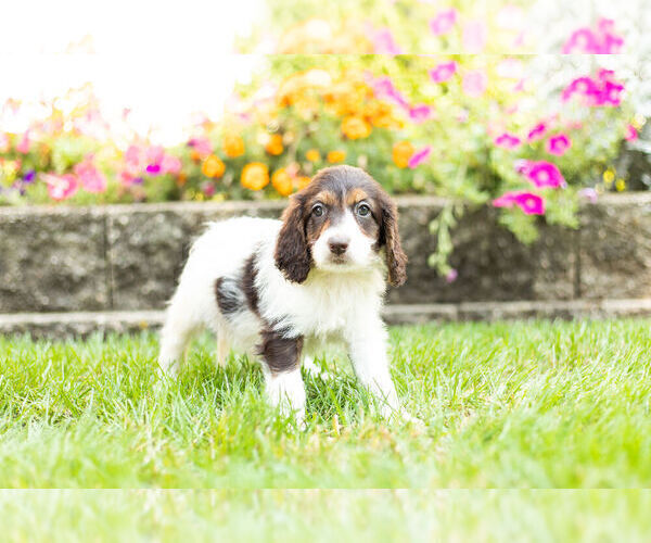 Medium Photo #10 Springerdoodle Puppy For Sale in NAPPANEE, IN, USA