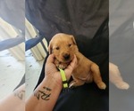 Small Golden Retriever