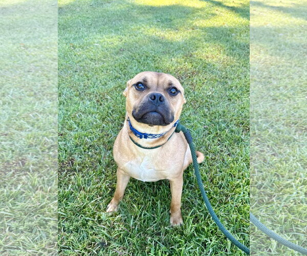 Medium Photo #2 Mutt Puppy For Sale in Hilton Head, SC, USA