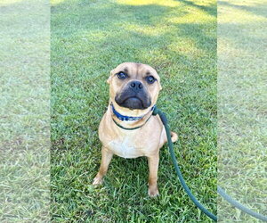 Pepsi - Male Mutt Dog for Adoption - Photo #2