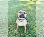 Small Photo #2 Mutt Puppy For Sale in Hilton Head, SC, USA