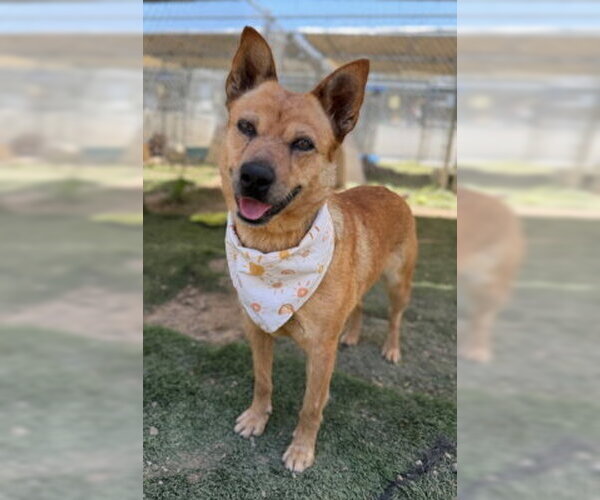 Medium Photo #1 Mutt Puppy For Sale in Ventura, CA, USA