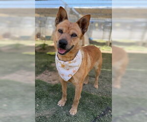 Mutt Dogs for adoption in Ventura, CA, USA