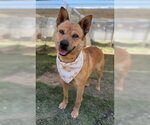 Roxie - Female Mutt Dog for Adoption - Small photo