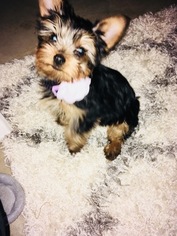 Yorkshire Terrier Puppy for sale in SHERIDAN, AR, USA