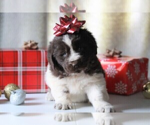 Newfoundland Puppy for sale in APPLE CREEK, OH, USA