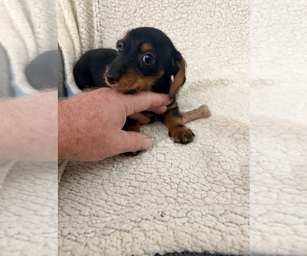 Medium Photo #4 Dorkie Puppy For Sale in NEGLEY, OH, USA