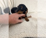Small #3 Dorkie