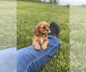 Cavalier King Charles Spaniel Puppy for sale in NILES, MI, USA
