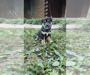 Medium Shiba Inu