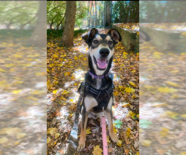 Medium Photo #13 Huskies -Unknown Mix Puppy For Sale in Elmsford, NY, USA