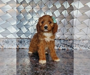 Cavapoo Dog for Adoption in ELKHART, Indiana USA