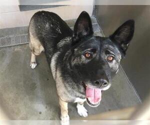 Akita Dogs for adoption in Orange, CA, USA