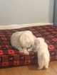 Small Photo #21 Coton de Tulear Puppy For Sale in KAYSVILLE, UT, USA