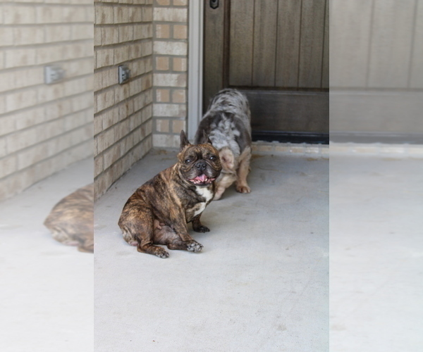 Medium Photo #1 French Bulldog Puppy For Sale in SPRING, TX, USA