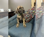 Small #15 Great Dane
