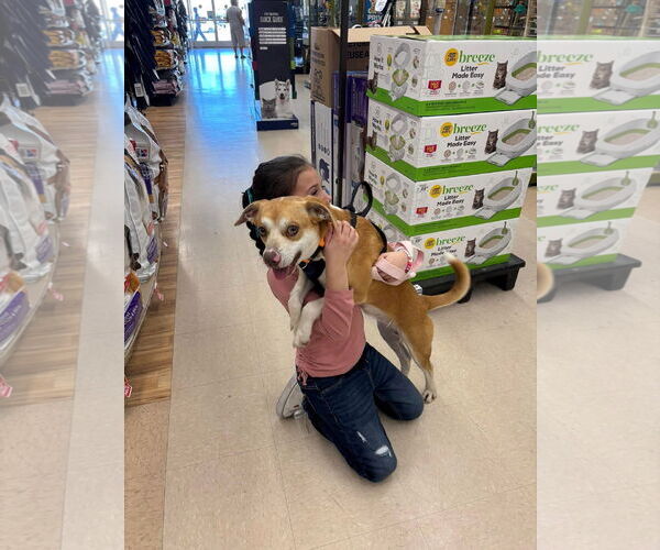 Medium Photo #4 Mutt Puppy For Sale in Turlock, CA, USA