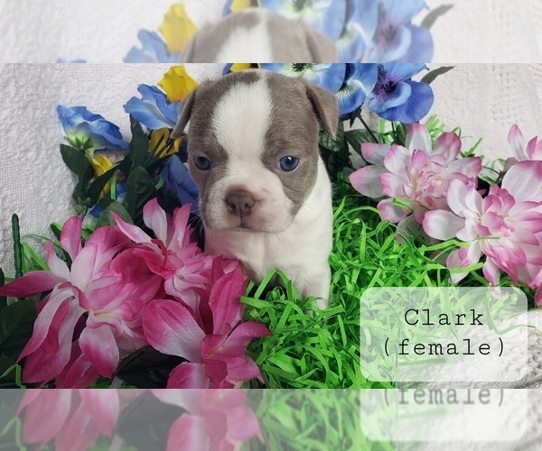 Medium Photo #1 Boston Terrier Puppy For Sale in OLDTOWN, ID, USA