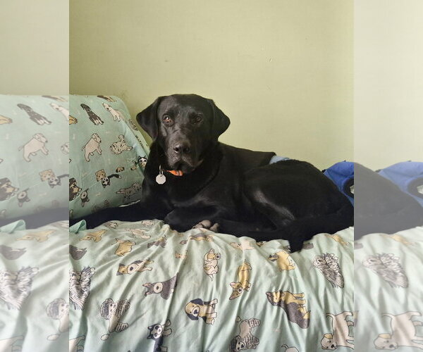 Medium Photo #2 Labrador Retriever Puppy For Sale in Omaha, NE, USA