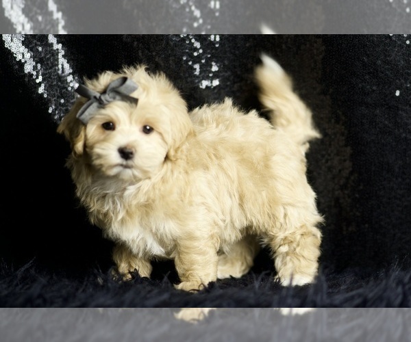 Medium Photo #2 Maltipoo (Miniature) Puppy For Sale in WARSAW, IN, USA