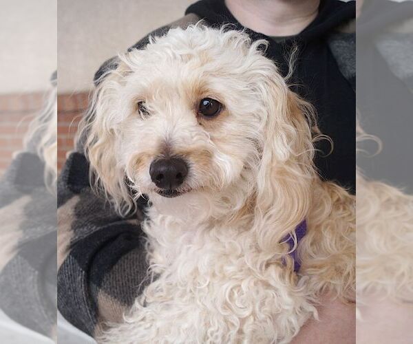 Medium Photo #1 Maltipoo (Miniature) Puppy For Sale in Carrollton, TX, USA