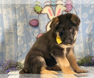 German Shepherd Dog Puppy for sale in LANCASTER, PA, USA
