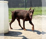 Small #4 Doberman Pinscher