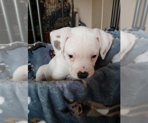 American Bulldog Puppy for sale in CARBONDALE, IL, USA
