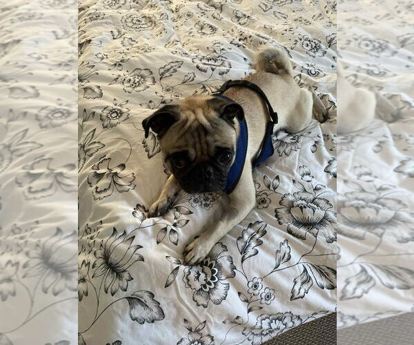 Medium Photo #3 Pug Puppy For Sale in Brights Grove, Ontario, Canada