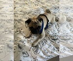 Small #2 Pug