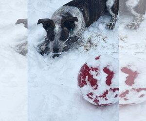 Dewey - Male Mutt Dog for Adoption - Photo #2