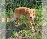 Small #1 Golden Retriever