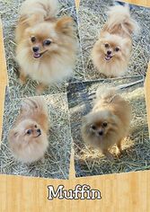 Pomeranian Puppy for sale in MALTA, MT, USA