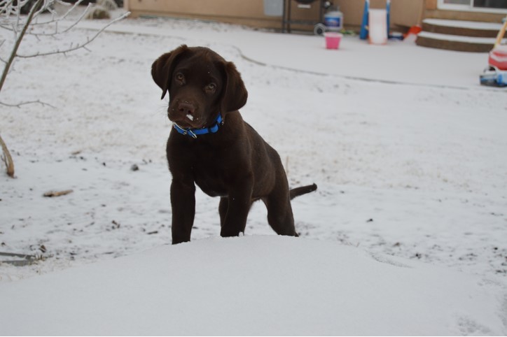 Medium Photo #10 Labrador Retriever Puppy For Sale in FOUNTAIN, CO, USA