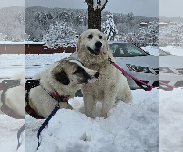 Medium Photo #5 Great Pyrenees Puppy For Sale in Croydon, NH, USA