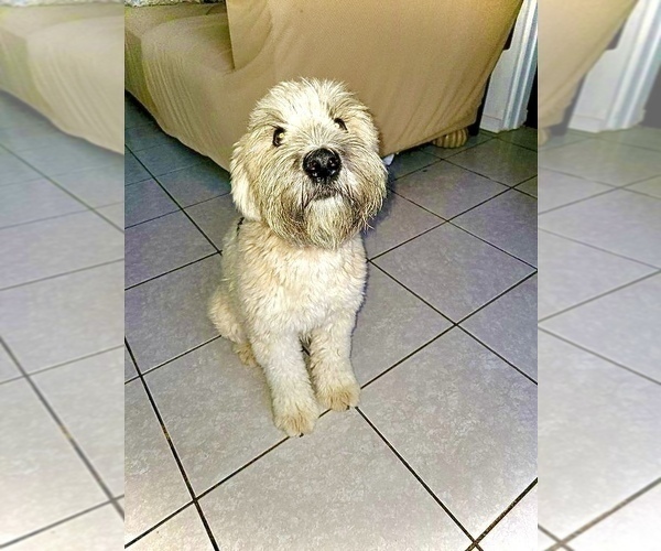 Medium Photo #1 Soft Coated Wheaten Terrier Puppy For Sale in WILDOMAR, CA, USA