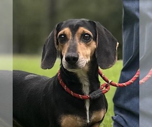 Beagle Dogs for adoption in Yardley, PA, USA