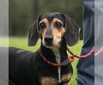 Small Beagle