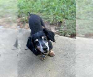 Dachshund Dogs for adoption in Charlottesville, VA, USA