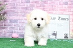 Small Photo #6 Maltipoo Puppy For Sale in BEL AIR, MD, USA