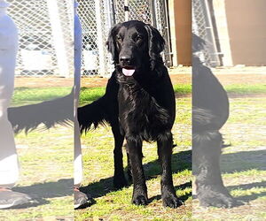 Labrador Retriever-Unknown Mix Dogs for adoption in Wetumpka, AL, USA