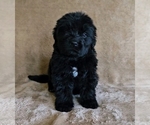 Small #2 Newfoundland
