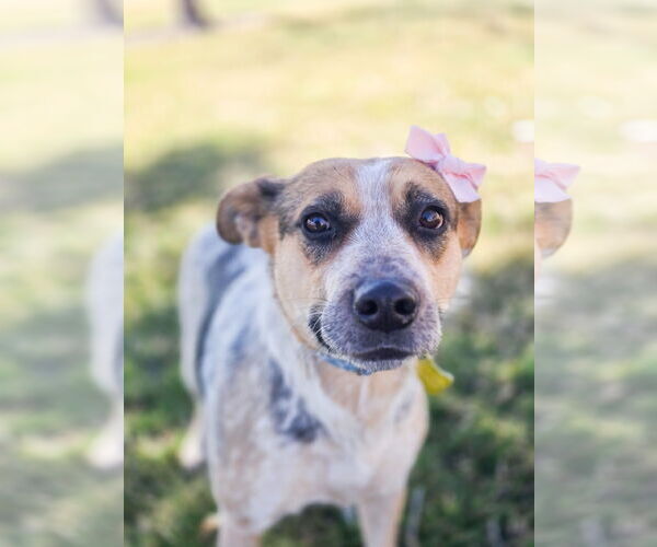 Medium Photo #10 Mutt Puppy For Sale in Sandy, UT, USA