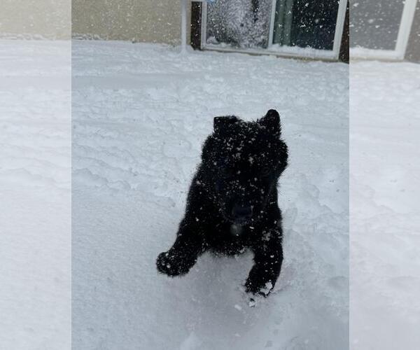 Medium Photo #2 German Shepherd Dog-Unknown Mix Puppy For Sale in Incline Village, NV, USA