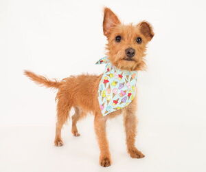 Irish Terrier-Unknown Mix Dogs for adoption in phoenix, AZ, USA