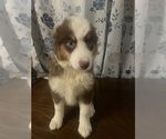 Small #20 Miniature Australian Shepherd