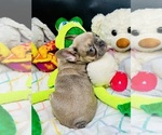 Small #2 French Bulldog