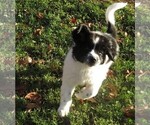 Small Photo #11 Newfoundland Puppy For Sale in MECHANICSVILLE, MD, USA